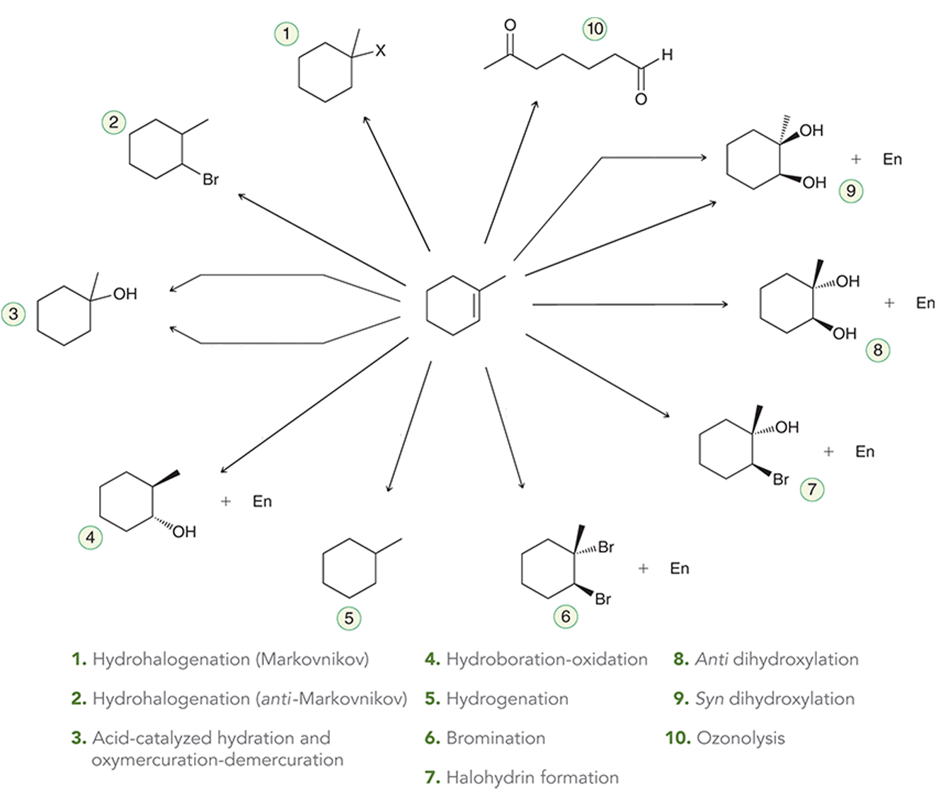 An illustration depicts 10 different transformations of a reactant molecule that has a SMILES string of CC1=CCCCC1. 1. Hydrohalogenation (Markovnikov): The reactant molecule reacts with hydrogen halide, H X, to yield a product that has a cyclohexane ring, in which C 1 is bonded to a methyl group and to an X group. 2. Hydrohalogenation (anti-Markovnikov): The reactant molecule reacts with hydrogen bromide, H B r, and peroxide, R O O R, to yield a product that has a SMILES string of CC1CCCCC1Br. 3. Acid-catalyzed hydration and oxymercuration-demercuration: The reactant molecule is transformed into a product by two paths. The product has a SMILES string of CC1(CCCCC1)O. In the first path, the reagent used is hydronium ion, H 3 O superscript plus. In the second path, the first reagent is mercury (2) acetate, H g (O A c) 2 in the presence of water and the second reagent is sodium borohydride, N a B H 4. 4. Hydroboration-oxidation: The reactant molecule reacts with Borane-tetrahydrofuran, B H 3.T H F, in the first step, followed by a treatment with sodium borohydride, N a B H 4, in the second step to yield a product that has a SMILES string of C[C@@H]1CCCC[C@H]1O and the second product is represented as E n. 5. Hydrogenation: The reactant molecule reacts with molecular hydrogen, H 2, in the presence of platinum, P t, to yield a product that has a SMILES string of CC1CCCCC1. 6. Bromination: The reactant molecule reacts with molecular bromine, B r 2, to yield two products. The structure of the first product has a cyclohexane ring, in which C 1 is dash bonded to a bromine atom and wedge bonded to a methyl group. C 2 is wedge bonded to a bromine atom. The second product is represented as E n. 7. Halohydrin formation: The reactant molecule reacts with molecular bromine in the presence of water to yield two products. The structure of the first product has a cyclohexane ring, in which C 1 is dash bonded to a hydroxyl group and wedge bonded to a methyl group. C 2 is wedge bonded to a bromine atom. The second product is represented as E n. 8. Anti dihydroxylation: The reactant molecule reacts with peroxy acid, R C O 3 H, in the first step and hydronium ion, H 3 O superscript plus, in the second step to yield two products. The first product has a cyclohexane ring, in which C 1 is dash bonded to a hydroxyl group and wedge bonded to a methyl group. C 2 is wedge bonded to a hydroxyl group. The second product is represented as E n. 9. Syn dihydroxylation: The reactant molecule is transformed into two products by two paths. The structure of the first product has a cyclohexane ring, in which C 1 is wedge bonded to a hydroxyl group and dash bonded to a methyl group. C 2 is wedge bonded to a hydroxyl group. The second product is represented as E n. In the first path, the reagents used are osmium tetroxide, O s O 4, in the first step and sodium bicarbonate, N a H S O 3, in the presence of water, H 2 O, in the second step. 10. Ozonolysis: The reactant molecule reacts with ozone, O 3, in the first step and dimethyl sulfide, D M S, in the second step to yield a product that has a SMILES string of CC(=O)CCCCC=O.
